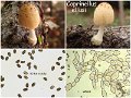 Coprinellus ellisii-amf2243